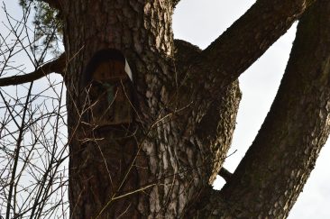 Rūpintojėlis medyje