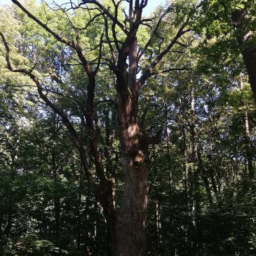 Vaikų vasaros stovyklos „Linksma vasara“ ekskursija „Po Raseinių kraštą“