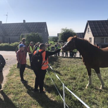 Žveng žirgelis lankoj